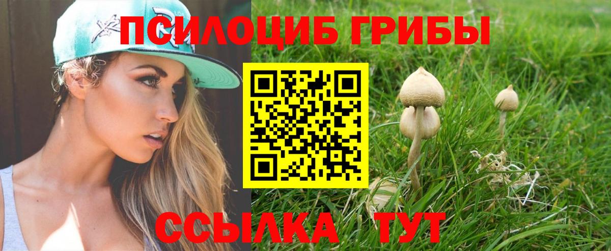 Псилоцибиновые грибы Cubensis Бийск